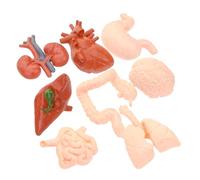 CONGARTENO 8pcs Realistic Human Organ Models Educational Anatomical Tools for Medical Students Doctors Teaching Demonstration with Brain Heart Liver Stomach Lung Kidney for Classroom Clinic