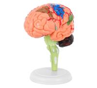 CONGARTENO Anatomy Brain Model PVC Material with Blood Vessels Teaching Tool for Medical Nursing Schools Education and Science Learning Easy to Assemble Human Cranial Model for Students and