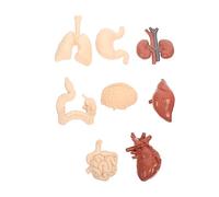 CONGARTENO Cognitive Human Organs Model Educational Anatomy Teaching Prop for Students Teachers and Parents Realistic Human Body Simulation for Physiology and Medical School Learning