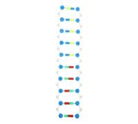 CONGARTENO Dna Double Helix Model Kit for Biology Education Stable High-precision Gene Structure Assembly Tool with Easy Instructions Reusable Molecular Science Learning Aid for Classroom and