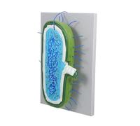 CONGARTENO Enlarged Animal Cell Model with Nucleus Detailed Cell Organelles Biology Teaching Kit for Classroom Study Student Cellular Model Educational Science Tool