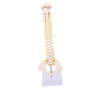 CONGARTENO Flexible Human Spine Model with Tailbone and Pelvis Medical Anatomy Model for Doctor and Student Practice Detailed Vertebrae Nerve Roots and Intervertebral Discs for Education