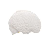 CONGARTENO Human Brain Anatomy Model Realistic Part Detachable Brain Structure for Teaching Tool for Psychology Biology Science White Anatomical Display Aid
