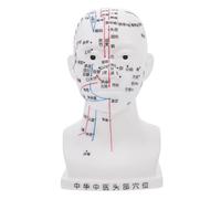 CONGARTENO Medical Head Acupuncture Model with Detailed Acupoint Points for Teaching and Massage Realistic Human Head Anatomy Educational Tool for School and Laboratory Use