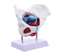 CONGARTENO PVC Female Pelvic Skeletal Model with Pelvic Floor Muscles Detailed Anatomical Medical Teaching Aid for Education and Health Training