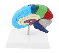 CONGARTENO Scale Human Right Hemisphere Brain Model for Medical Anatomy Teaching with Detailed Labeled Regions Realistic Anatomical Study Tool for Science Classroom Display