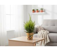 Coniferen Mixed Smartcup Autumn Pot Size 13 Cm Height 45 Conifers Indoor Houseplant