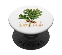 Connecticut Territory Tree The White Oak PopSockets Adhesive PopGrip
