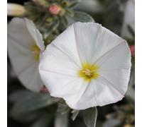 Convolvulus Outdoor Shrub Plant Convolvulus Cneorum Garden Plants 2L Pot Plant Theory Green One Size