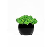 Cool Factory Pot with Moss, Black, One Size