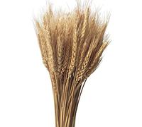 CoolCrafts 100 Stems Dried Wheat Flowers Bunch Natural Dried Wheat Sheaves Wheat Stalks for Fall Decor, Wedding Decor