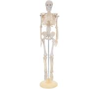 COOLHIYA Human Anatomy Model for Kids - Interactive Full Body Educational Skeletal System - Learning Prop for Teaching Bones Structure Preschool Science Education