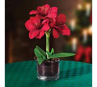 Coopers of Stortford - Artificial Amaryllis Plant in Glass Pot - Lifelike Red Faux Flower Decoration for Home or Office