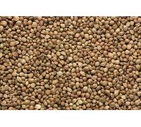 Copdock Mill Huge Hemp Seed 15 kg Rich in Oil Ground Bait Fishing