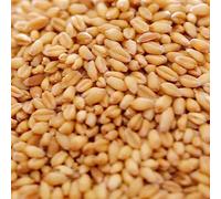 Copdock Mill Whole Wheat Chicken Feed 20kg - Suitable for Wild and Caged Poultry - 100% Natural - Made in the UK