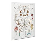 Copepod Crustaceans By Ernst Haeckel Canvas Print | Gallery Wrapped 30mm Frame Wall Art | 30x20 inches | Ready to Hang | Surrealist Picture | Living Room Bedroom Lounge Office