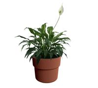 (Copper, W29.9cm x H28.5cm) Flower Pot Planter Flowerpot Textured with Insert Indoor Outdoor Modern Elegant