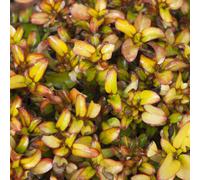 Coprosma Repens 'Pina Colada' Colourful Evergreen Bush Garden Shrub | 9Cm Pot