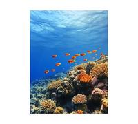 Coral Paint by Numbers for Adults Fish Painting by Numbers for Adults, Art Supplies with Color Canvas for Painting 38 x 28 in 36 Colors of Acrylic Paint and Brush, Wall Art for Room Decor 2YH-12891