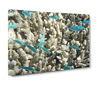 Coral Reef Blue Fish Canvas Print | Gallery Wrapped 30mm Frame Wall Art | 30x20 inches | Ready to Hang | Modern Animals Picture | Living Room Bedroom Lounge Office