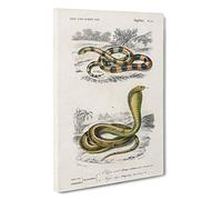 Coral Snake & Cobra Illustrations by Charles d' Orbigny Canvas Print | Gallery Wrapped 30mm Frame Wall Art | 30x20 inches | Ready to Hang | Modern Animals Picture | Living Room Bedroom Lounge Office