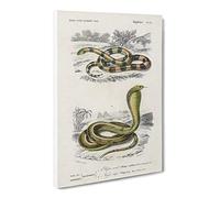 Coral Snake & Cobra Illustrations By Charles D' Orbigny Canvas Print | Gallery Wrapped 30mm Frame Wall Art | 30x20 inches | Ready to Hang | Retro Animals Picture | Living Room Bedroom Lounge Office