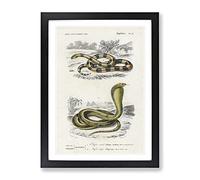 Coral Snake & Cobra Illustrations By Charles D' Orbigny Vintage Framed Print | A4 Black Framed Wall Art | Ready to Hang | Classic Nature Picture | Living Room Bedroom Lounge Office