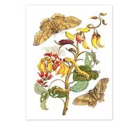 Coral tree and silkworm Poster by Maria Sibylla Merian 13 x 18 cm White Wall art Wall decor
