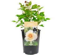 Coral Wedding Rose - 35th Wedding Anniversary Gift - Live Rose Bush Plant