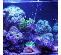 CoralFeeding Breeding Protection Cover, ReefFeeding Breeding Protection Cover, Acrylic Transparent CoralFeederCover, with CoralFeeding Tube, for Aquarium Fish Tank (150mm) (120mm)