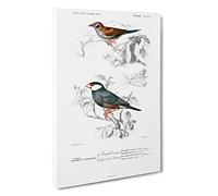 Cordonbleu & Java Sparrow Birds PL. 5a by Charles d' Orbigny Canvas Print | Gallery Wrapped 30mm Frame Wall Art | 30x20 inches | Ready to Hang | Modern Animals Picture | Living Room Lounge Office