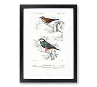 Cordonbleu & Java Sparrow Birds PL. 5a by Charles d' Orbigny Framed Print | A2 Black Framed Wall Art | Ready to Hang | Modern Animal Picture | Living Room Bedroom Lounge Office