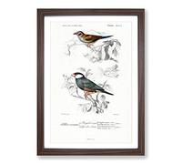 Cordonbleu & Java Sparrow Birds PL. 5a by Charles d' Orbigny Framed Print | A2 Walnut Framed Wall Art | Ready to Hang | Modern Animal Picture | Living Room Bedroom Lounge Office