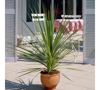 Cordyline Atlantic Green - Cabbage Plant | Low Maintenance Evergreen Plant 9cm
