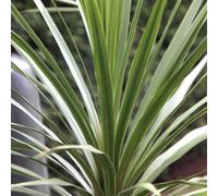 Cordyline Australis 'Atlantic Green' Cabbage Palm Herbaceous Garden | 9Cm Pot