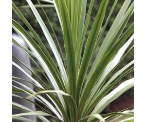 Cordyline Australis 'Atlantic Green' Cabbage Palm Herbaceous Garden | 9Cm Pot