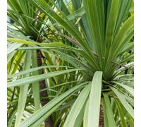 Cordyline Australis Peko Palm Evergreen Tropical Shrub, Small 40-50cm