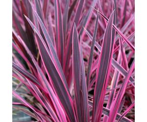 Cordyline Australis 'Pink Passion' Cabbage Palm Herbaceous Shrub | 9Cm Pot