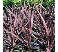 Cordyline australis 'Red Star' (3 sizes available)