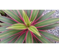 Cordyline Kiwi Indoor Potted Plant 30-40Cm