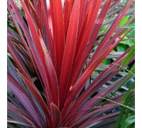 Cordyline Red Star Deep Burgundy Red Evergreen Perennial 1L Pot 3 Pack