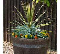 Cordyline Torbay Dazzler Variegated Green Cream Gold Evergreen Perennial 1L Pot 3 Pack