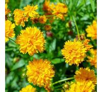 Coreopsis Grandiflora Early Sunrise Herbaceous Perennial 9cm