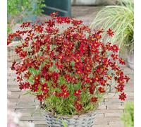 Coreopsis 'Ruby Red'. Perennial flowers. Tickseed. Medium Plug Plant x 4. Available from Bedwen Plants