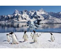 CORFOTO 1.5x1m Antarctic Peninsula Penguins Backdrop Cute Penguins Photography Background Polar Scene Arctic Ice Rocks Iceberg Antarctica Glacier Background Photo Studio Photo Booth