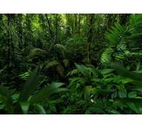 CORFOTO 1.5x1m Fabric Dense Dark Tropical Rainforest Lush Green Palm Fern Mossy Tree Trunks Backdrop Wild Deep Jungle Nature Outdoor Portrait Photography Background Photo Booth