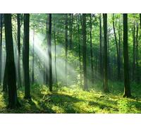 CORFOTO 1.5x1m Fabric Sunlit Beech Forest Tall Trees Green Grass Sunlight Beam Backdrop Fresh Woodland Nature Photography Background for Outdoor Shoot Photo Booth