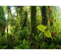 CORFOTO 1.8x1.2m Fabric Deep Wild Tropical Rainforest Mossy Giant Tree Trunks Huge Elephant Ear Fern Lush Layered Green Foliage Backdrop Jungle Nature Landscape Photography Background