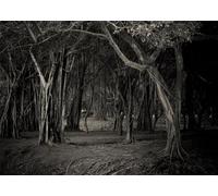 CORFOTO 12x8ft Dark Woods Backdrop Gloomy Forest Photography Background Halloween Horrible Forest Photo Backdrop Spooky Night Halloween Party Background Halloween Portrait Props