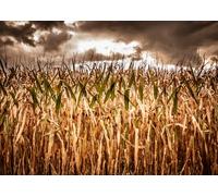 CORFOTO 2.1x1.5m Dry Corn Field Backdrop Cornfield Backdrop Scary Autumn Cornfield Maze Trail Countryside Fall Creepy Corn Farm Background Party Decoration Photo Booth Studios Props